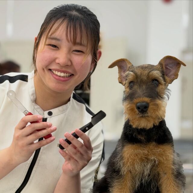 #今日の美容実習のワンちゃん 🐶
⁡
 #エアデールテリア の 「りせ」ちゃん😎
⁡
シャンプーからプラッキング、カットまで✨️
最後までよく頑張りました💪🔥
⁡
相棒の #キャバリア 「れお」くんも📸💕
⁡🐾
🐾
⁡#いばらきどうぶつ専門学校