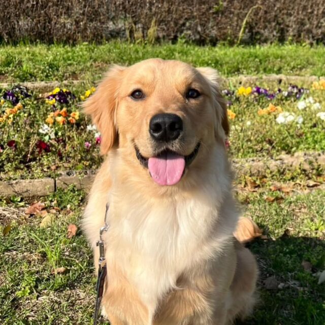 #担当犬と春休み🌸💕

#ゴールデンレトリーバー のおでんくん🍢
⁡
お花と一緒にパシャリ📷️✨
カメラ目線バッチリだね👀
🐾
🐾
🐾
⁡#いばらきどうぶつ専門学校 #いばどう #動物専門学校