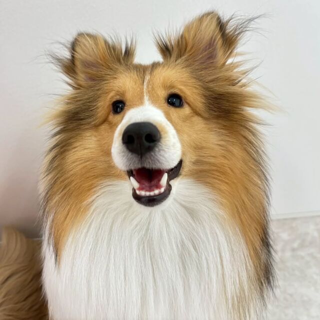 #今日の訓練実習のワンちゃん🐶

#シェットランドシープドッグ 「ティノ」くん🦖
⁡
いつも元気に訓練頑張ってます☀
🐾⁡
⁡ 🐾⁡
⁡🐾⁡
⁡#いばらきどうぶつ専門学校 #動物専門学校 #いばどう