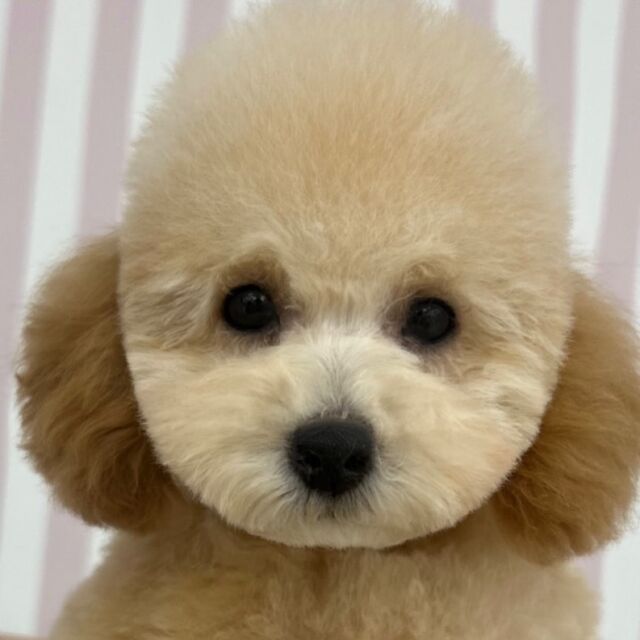 #今日の美容実習のワンちゃん 🐶

#トイプードル の仔犬ちゃん💕 🐾⁡
撫でて撫でてぇ🥺愛嬌満載‼️
メロメロです🔥
⁡🐾⁡⁡
🐾
⁡#いばらきどうぶつ専門学校 #いばどう #動物専門学校