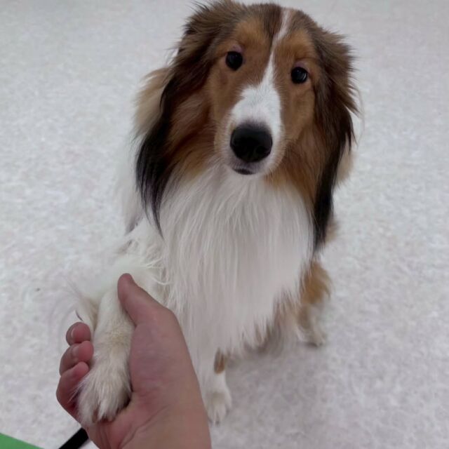 #今日の訓練実習のワンちゃん🐶

#シェットランドシープドッグ 「ロルフ」くん🐺
⁡
とってもいいお顔😊
🐾⁡
⁡ 🐾⁡
⁡🐾⁡
⁡#いばらきどうぶつ専門学校 #動物専門学校 #いばどう