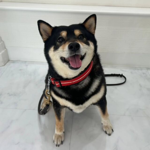 #卒業生 が遊びに来てくれました✨

#担当犬 の#柴犬  もみじちゃん🍁が遊びに来てくれました🐕️

カメラ目線バッチリ👀✨ニコニコ笑顔です😊💕

いつもありがとう👏❣️

また遊びに来てね☺️
🐾
🐾
🐾⁡
⁡⁡⁡⁡#いばらきどうぶつ専門学校 #動物専門学校