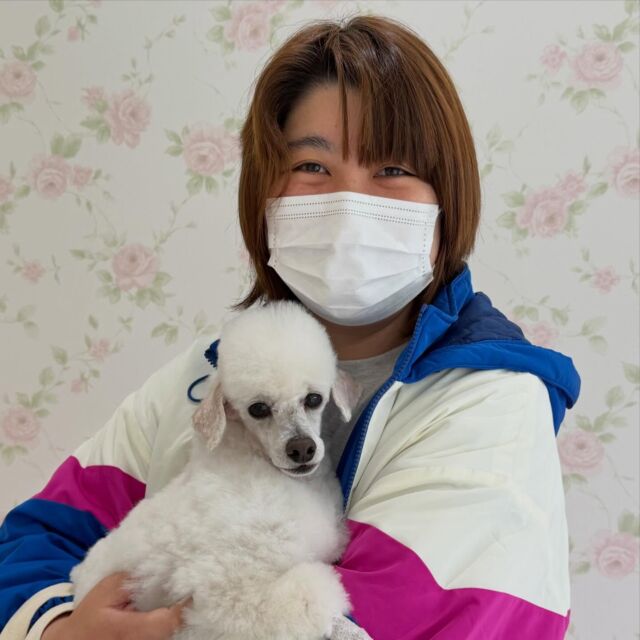 #卒業生 が遊びに来てくれました👏✨

 #トイプードル の｢シーラ｣ちゃんをお迎えに来てくれました︎☁️
⁡
これからも元気いっぱいすごしてね✋💕

🐾
🐾
🐾⁡
⁡⁡⁡#いばらきどうぶつ専門学校