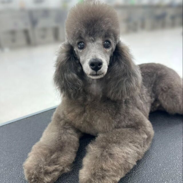 #今日の美容実習のワンちゃん 🐶

#トイプードル の男の子グレイちゃん🐾⁡
キュルキュルなお目々でみんなをメロメロに😍
⁡🐾⁡⁡
🐾
⁡#いばらきどうぶつ専門学校 #いばどう #動物専門学校