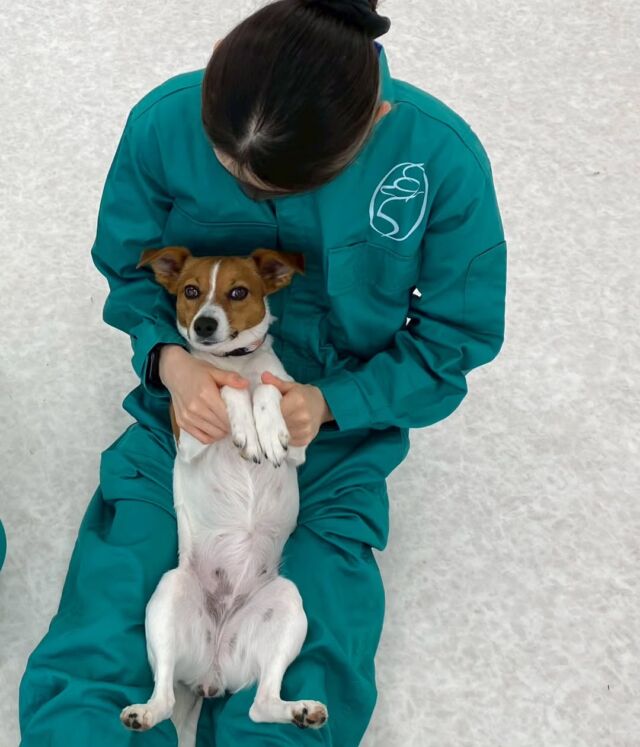 今日１年生は#訓練の講義実習でした🐕️

待ちに待った#実習授業 が始まりワンちゃんと触れ合いながら扱い方を学びました‼️✨

これから本格的に実習が始まっていくので、楽しく頑張っていこう✊️

#いばらきどうぶつ専門学校 #動物専門学校