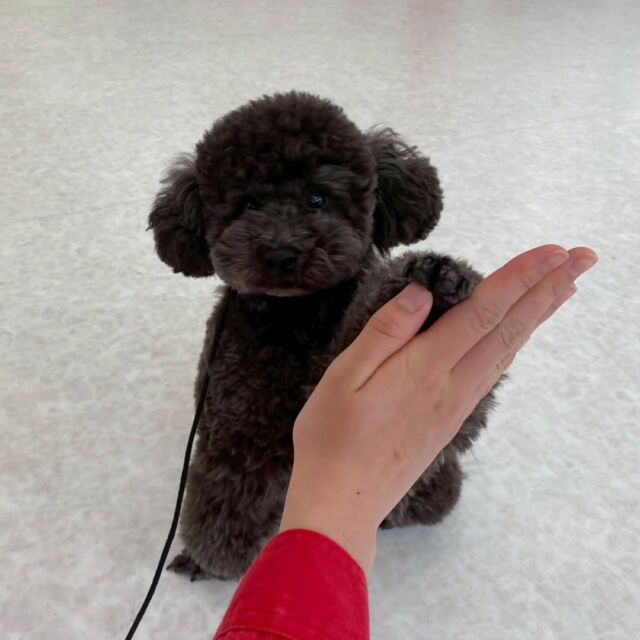 #今日の訓練実習のワンちゃん🐶 

#トイプードル 「むぎ」くん🍞

訓練も一発芸も頑張ってます‼️
🐾
🐾
🐾
#いばらきどうぶつ専門学校 #動物専門学校 #いばどう