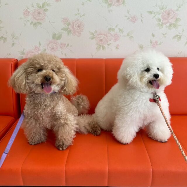 卒業生が遊びに来てくれました👏✨
⁡
可愛いくて元気いっぱいな#担当犬 も一緒に🐕 ͗ ͗💞
近況報告も兼ねて来てくれました✨

⁡また遊びに来てね🤗

🐾
🐾
🐾⁡
⁡⁡⁡#いばらきどうぶつ専門学校 #動物専門学校 #いばどう #可愛い卒業生 iASC自慢の卒業生