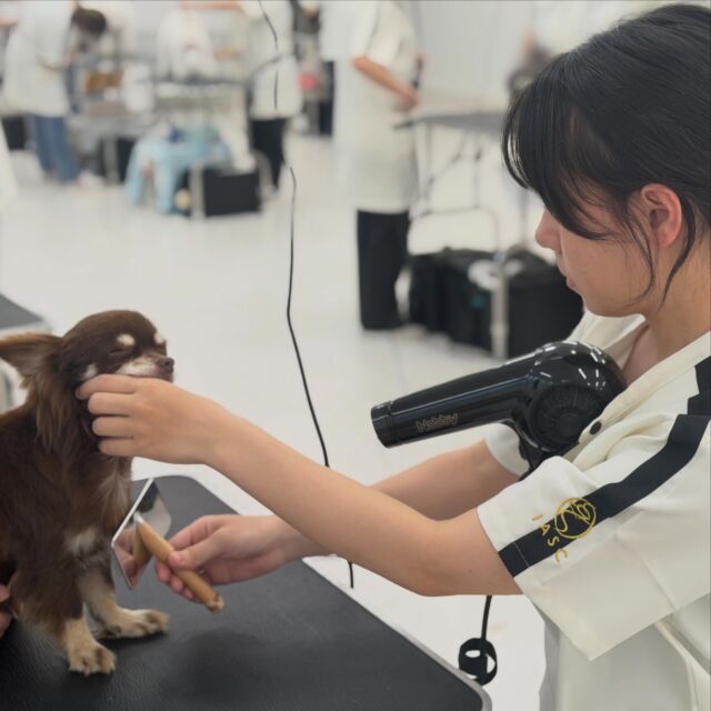 1年生の#美容実習 が本格的にはじまりました~🥰
⁡
慣れない作業で苦戦している様子も見られましたが
徐々にコツを掴んできて全員最後までやり遂げることができました☺️💓

明日からも頑張っていこう~💪
🐾
🐾
🐾
⁡#いばらきどうぶつ専門学校