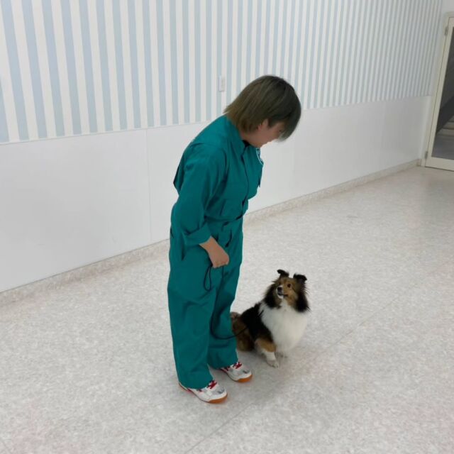 #今日の訓練実習🐶 

１年生も本格的にワンちゃんを扱って訓練をしました‼️

難しいこともまだまだあるけど、楽しく訓練を頑張っていました✨

明日からも頑張っていこう👍️
🐾
🐾
🐾
#いばらきどうぶつ専門学校#動物専門学校 #いばどう