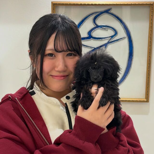 #担当犬 🐶が来ました🌟

#トイプードル の『つゆ』ちゃん☘ ̖́-
元気いっぱいつゆちゃんにママも癒されています☝️
一緒に頑張っていこうね🥺

🐾
🐾
🐾
#いばらきどうぶつ専門学校