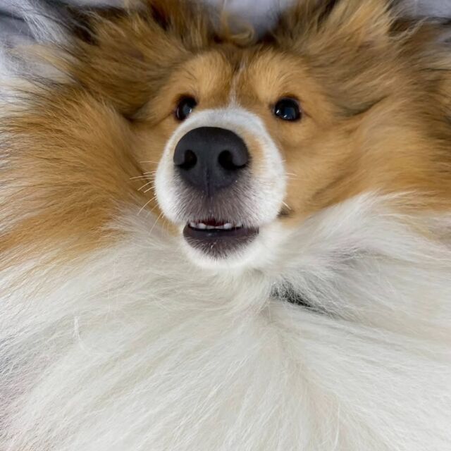 #今日の訓練実習のワンちゃん🐶 

#シェットランドシープドッグ 「ティノ」くん🦖

ノーリードの訓練頑張りました！💮
🐾
🐾
🐾
#いばらきどうぶつ専門学校 #動物専門学校 #いばどう