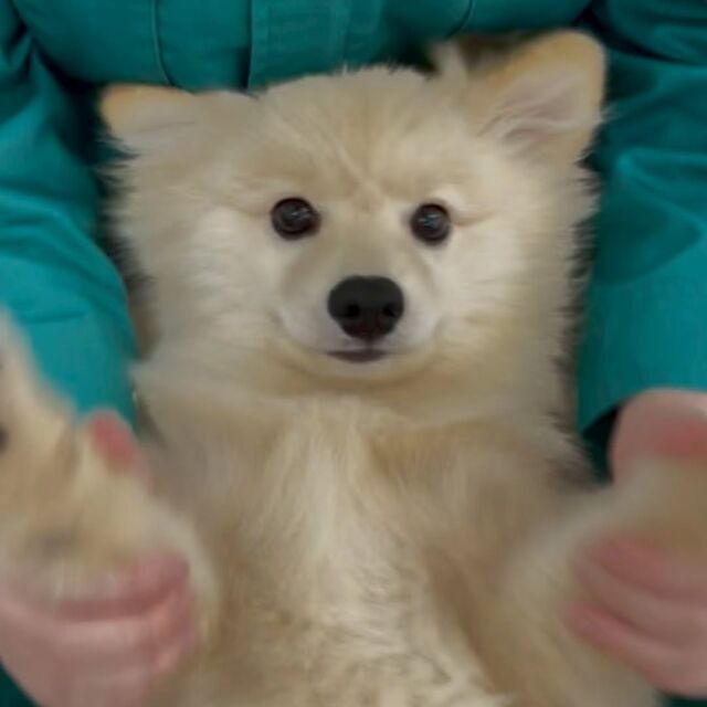 #今日の訓練実習のワンちゃん🐶 

#ポメラニアン 「ぽん」くん🍿

パピートレーニングもバッチリ😄

🐾
🐾
🐾
#いばらきどうぶつ専門学校 #動物専門学校 #いばどう
