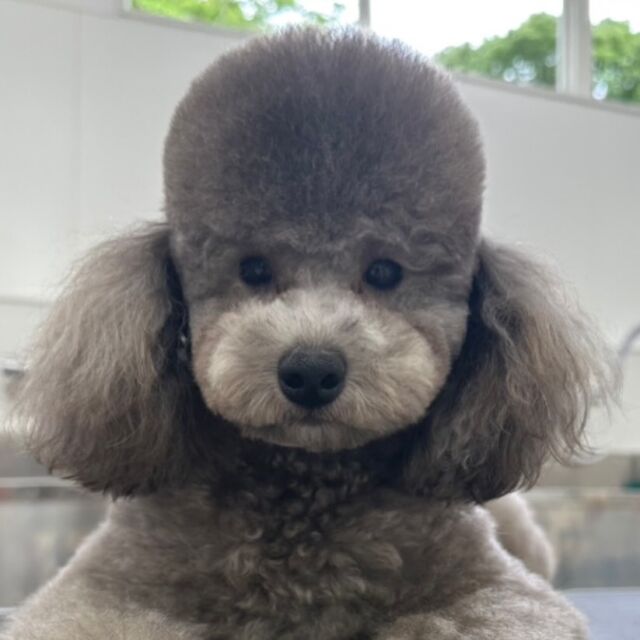 #今日の美容実習のワンちゃん 🐶

#トイプードル の女の子 菊子ちゃん🌷´-
⁡
つぶらな瞳がチャームポイント😉
みんなをメロメロにしちゃいます🍀*゜
⁡🐾⁡⁡
🐾
⁡#いばらきどうぶつ専門学校 #いばどう #動物専門学校