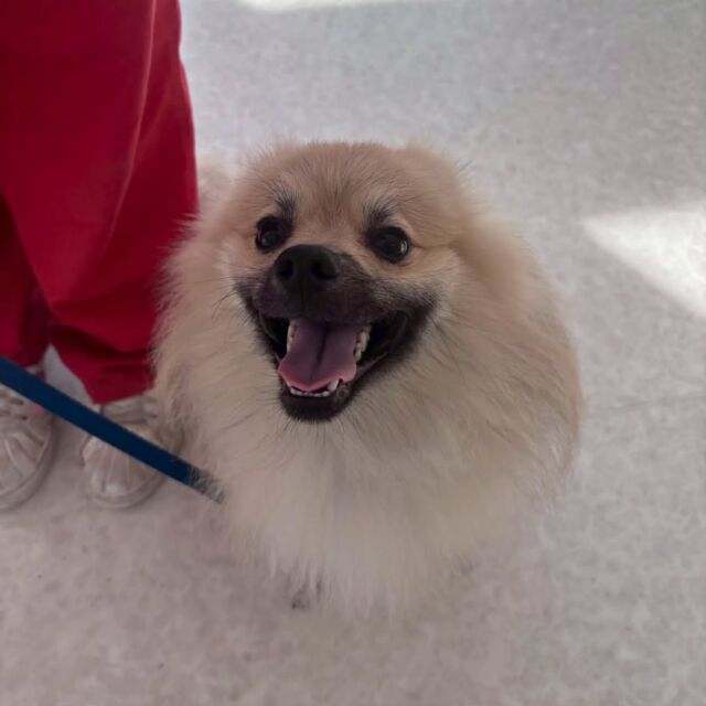 #今日の訓練実習のワンちゃん🐶 

#ポメラニアン「らく」くん🎶

暑い中ニコニコ笑顔で頑張りました💮
🐾
🐾
🐾
#いばらきどうぶつ専門学校 #動物専門学校 #いばどう