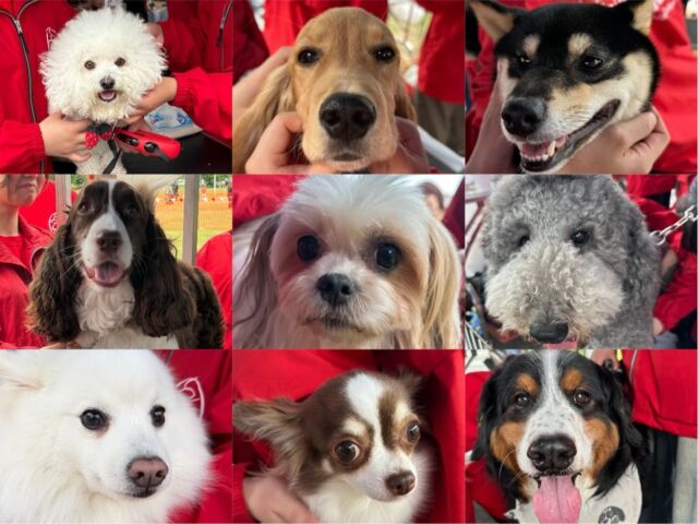 #ドッグフレンドリーフェスタ2026 🐶に2日間参加させて頂きました🌟⋆꙳
⁡
本日ご利用いただいたわんちゃんは 89頭‼️
⁡2日間で合計193頭のわんちゃんがブースに訪れてくれました🤲
⁡
2日間にわたりたくさんのご利用をいただきありがとうございました👼🏻

普段の実習で培ってきた成果を発揮するとともに、新たな課題を見つける良い機会となりました😌💞
⁡
また、今回のイベントで集まった募金は全て、県の動物施設の方へ寄付させていただきます。
⁡
ご協力ありがとうございました🕊

今後ともよろしくお願いいたします🙇‍♀️
🐾⁡
⁡🐾⁡
⁡🐾
#ドッグフレンドリーフェスタ 
#いばらきどうぶつ専門学校