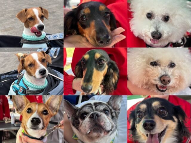 #ドッグフレンドリーフェスタ2026 🐶に参加させて頂きました✨️

たくさんのご利用ありがとうございました☺🙏
本日ご利用いただいたわんちゃんはなんと 104頭‼️
⁡
様々な個性持ったわんちゃんとかかわれて、いい経験になました✨
⁡
明日も引き続きよろしくお願いいたします🙇‍♀️
⁡🐾⁡
⁡🐾
#ドッグフレンドリーフェスタ 
#いばらきどうぶつ専門学校