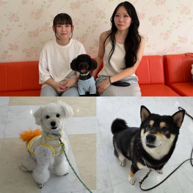 今日はなんと‼️4人の卒業生が遊びに来てくれました😇✨
⁡
⁡卒業後も定期的に遊びに来てくれる学生たち💭
先生たちも後輩たちも嬉しい気持ちでいっぱいです😢💞
⁡
またいつでも会いに来てね👍
🐾
🐾
🐾⁡
⁡⁡⁡#いばらきどうぶつ専門学校 #動物専門学校 #いばどう #可愛い卒業生 #iASC自慢の卒業生