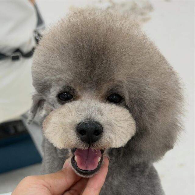 #今日の美容実習のワンちゃん 🐶

#トイプードル の女の子 オーライちゃん𓂃🎀𓈒𓏸
⁡
可愛らしい笑顔にほっこり✂️
⁡🐾⁡⁡
🐾
⁡#いばらきどうぶつ専門学校 #いばどう #動物専門学校