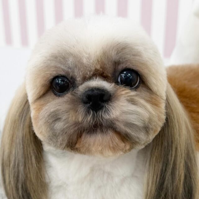 #今日の美容実習のワンちゃん 🐶

#シーズー の女の子 ネネちゃん︎💕︎
⁡
よくがんばりました‼️
⁡🐾⁡⁡
🐾
⁡#いばらきどうぶつ専門学校 #いばどう