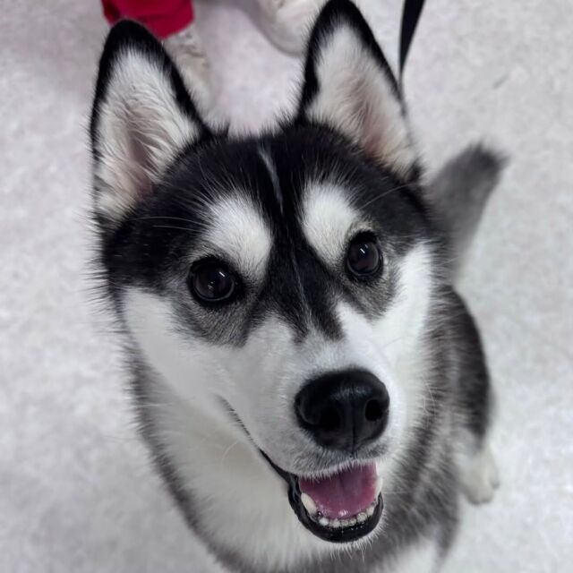 #今日の訓練実習のワンちゃん🐶 

#シベリアンハスキー 「月音」ちゃん🐺

毎日訓練頑張っています💕
🐾
🐾
🐾
#いばらきどうぶつ専門学校 #動物専門学校 #いばどう