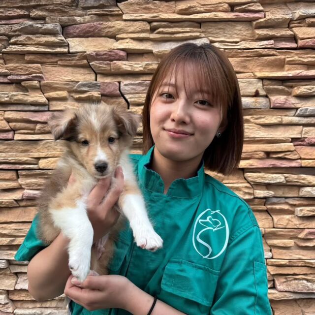 #担当犬 🐶が来ました🌟

#シェットランドシープドッグ の『アンナ』くん🧸
おっとりマイペースな男の子☝️
一緒に頑張っていこうね🥺

🐾
🐾
🐾
#いばらきどうぶつ専門学校