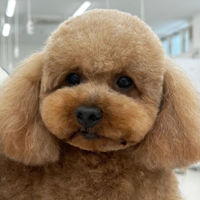 #今日の美容実習のワンちゃん 🐶

#トイプードル の女の子 チャチャちゃん︎🧸
⁡一生懸命頑張りました💮
⁡🐾⁡⁡
🐾
⁡#いばらきどうぶつ専門学校 #いばどう