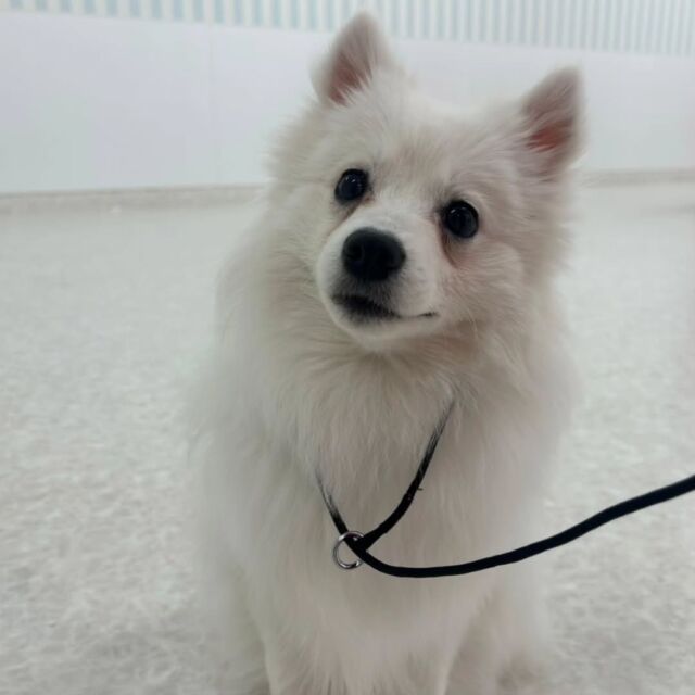 #今日の訓練実習のワンちゃん🐶 

#日本スピッツ 「きあ」ちゃん🌟

アジリティ頑張りました🏅
🐾
🐾
🐾
#いばらきどうぶつ専門学校 #動物専門学校 #いばどう