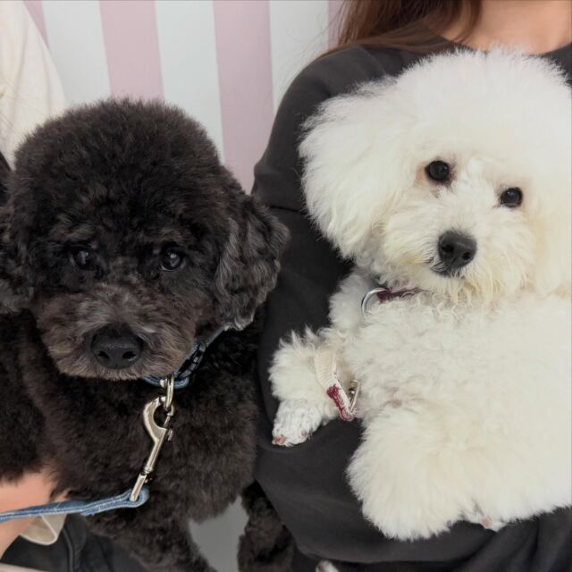 今日は卒業生がトイプードルの「いず」と「おと」を連れて遊びに来てくれました🤲︎💕︎
⁡
仕事も一生懸命頑張っているみたいで良かったです😊
これからの活躍も期待してますよ~🧔‍♂️
🐾
🐾
🐾⁡
⁡⁡⁡#いばらきどうぶつ専門学校 #動物専門学校 #いばどう #可愛い卒業生 #iASC自慢の卒業生