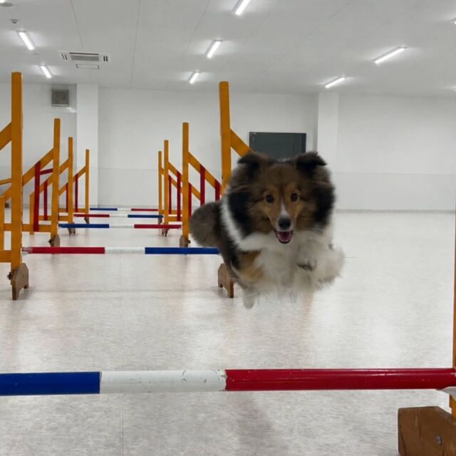 #今日の訓練実習のワンちゃん🐶 

#シェットランドシープドッグ 「ジャスミン」ちゃん🪷

ノーリードでのアジリティも楽しんでいます🎶
🐾
🐾
🐾
#いばらきどうぶつ専門学校 #動物専門学校 #いばどう