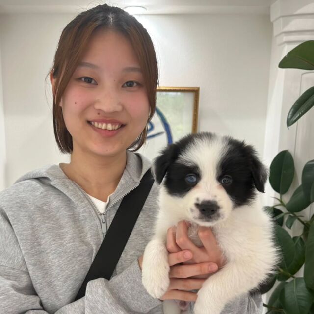 #担当犬 🐶が来ました🌟

#ボーダーコリー の『傑』くん🦁
元気いっぱい男の子💪
これから一緒に頑張っていこうね❤️‍🔥

🐾
🐾
🐾
#いばらきどうぶつ専門学校