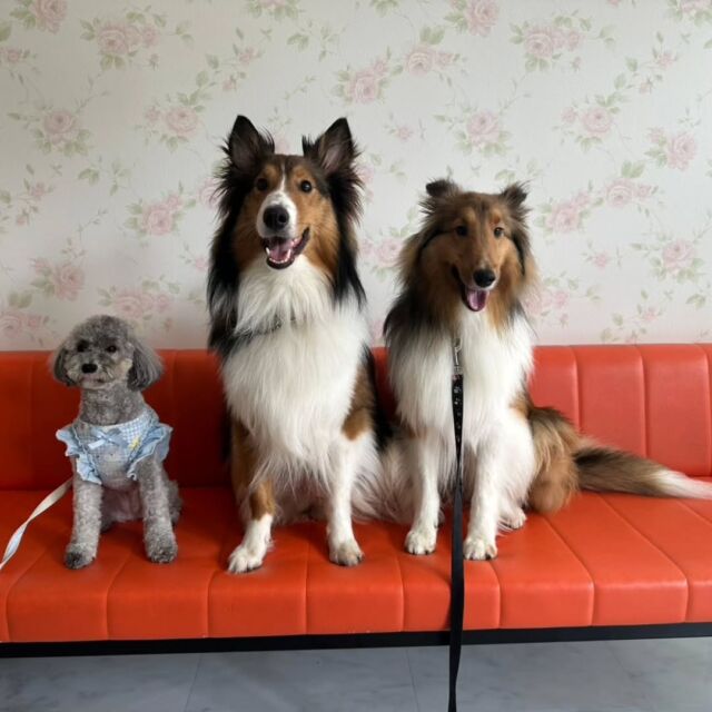卒業生が遊びに来てくれました👏✨
⁡
#担当犬 も一緒に来てくれました🐕 ͗ ͗💕
お仕事が始まって大変だと思うけど頑張ってね📣💪
⁡
差し入れのお菓子もありがとう🍪🎂
🐾
🐾
🐾⁡
⁡⁡⁡#いばらきどうぶつ専門学校 #動物専門学校 #いばどう #可愛い卒業生