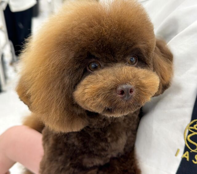 #今日の美容実習のワンちゃん 🐶

#トイプードル の 男の子 「でんぷん」くん🤎
苦手なトリミングも最後まで頑張ることができました🥺🔥
⁡🐾⁡⁡
🐾
⁡#いばらきどうぶつ専門学校 #いばどう
