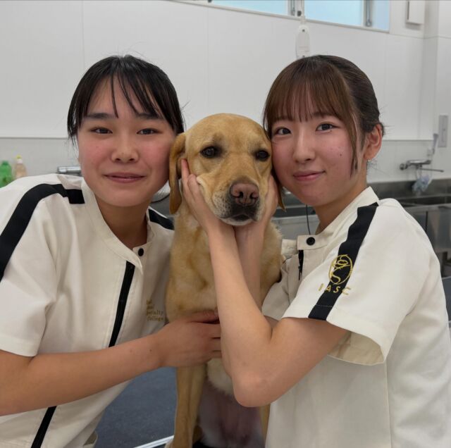 #今日のお客様ワンちゃん 🐶
⁡
 #ラブラドールレトリーバー の オクターちゃん 🦮︎💕︎

とっってもおりこうさん✨
トリミング後はおてんば娘全開😎
⁡
またきてね🥰
🐾
⁡#いばらきどうぶつ専門学校 #いばどう