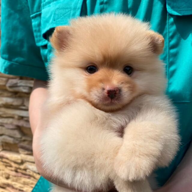 #担当犬🐶 が来ました✨

#ポメラニアン の「ほろん」ちゃん🌼
マイペースな女の子🩵
これから訓練頑張ろう😊

🐾
🐾
🐾
#いばらきどうぶつ専門学校 #動物専門学校 #オンリーワンちゃん