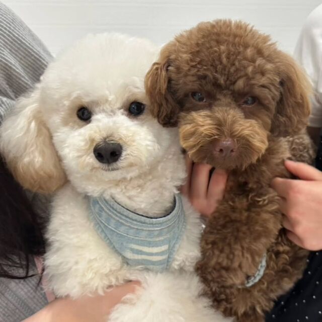 卒業生達が近況報告も兼ねて遊びに来てくれました❤‍🔥✨

#担当犬 も一緒に来てくれました🐕

また遊びに来てね☺️💕
🐾
🐾
🐾
#いばらきどうぶつ専門学校 #動物専門学校 #iASC自慢の卒業生 #可愛い卒業生