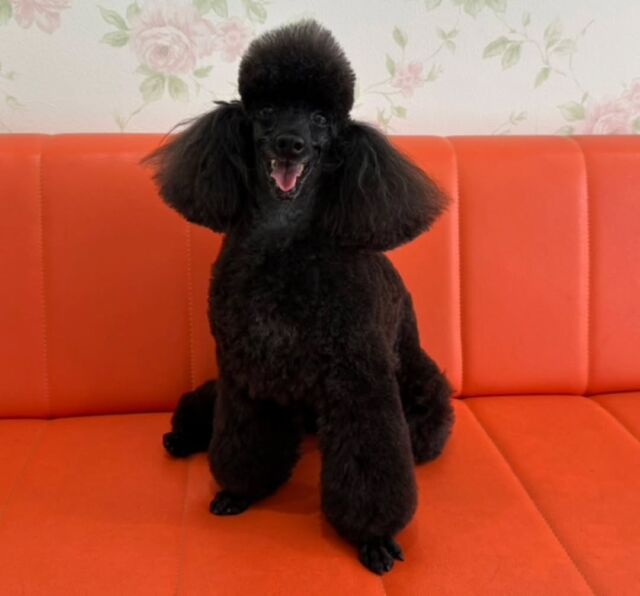 卒業生が遊びに来てくれました🐕️💕

トイプードル の｢シャーマ｣ちゃんをお迎えに来てくれました︎🐩🖤
⁡
学生時代に担当だったシャーマちゃん🌟
これからはあさひちゃんと一緒にたくさん遊んでもらってね☺️✨

🐾
🐾
🐾⁡
⁡⁡⁡#いばらきどうぶつ専門学校 #動物専門学校 #いばどう #可愛い卒業生 #iASC自慢の卒業生