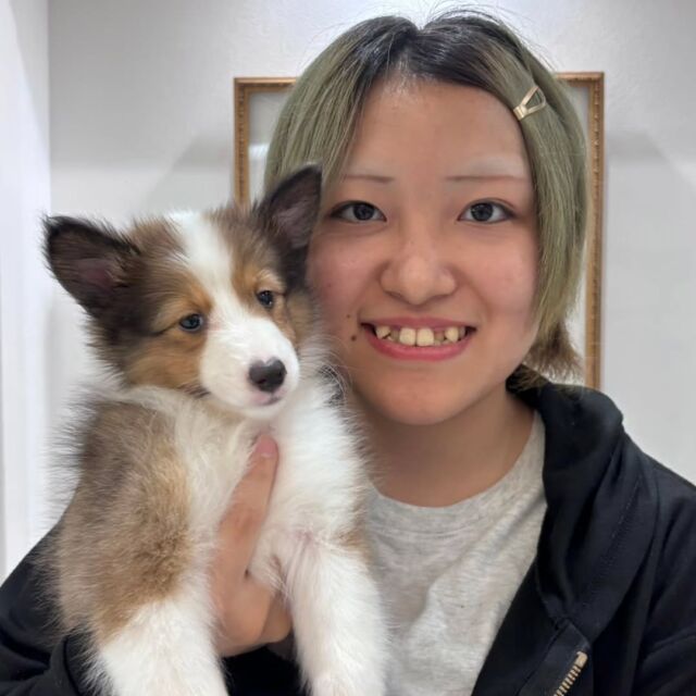 #担当犬🐶 が来ました✨

#シェットランドシープドッグ 「ろこ」ちゃん🍚
活発な女の子✌
これから訓練も頑張ろうね😊
🐾
🐾
🐾
#いばらきどうぶつ専門学校 #動物専門学校 #オンリーワンちゃん