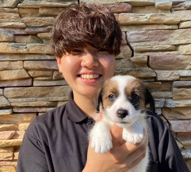 #担当犬🐶 が来ました✨

#ジャックラッセルテリア 「空叶」(くうと)ちゃん🪽
愛嬌たっぷりの女の子🌟
これから一緒に頑張ろう😊
🐾
🐾
🐾
#いばらきどうぶつ専門学校 #動物専門学校 #オンリーワンちゃん