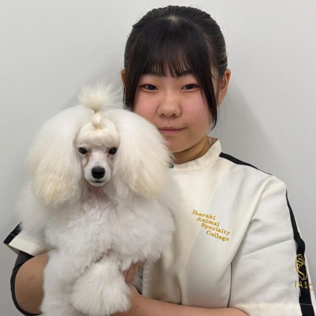 #担当犬🐶 が来ました✨

#トイプードル の 「りゅな」ちゃん🐣
⁡
穏やかで明るい女の子🎀
これからたくさん頑張って行こうね💕︎
🐾
🐾
🐾
#いばらきどうぶつ専門学校 #動物専門学校 #オンリーワンちゃん
