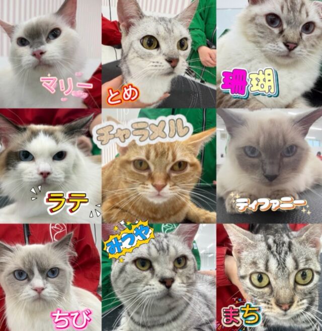今日の #美容実習 は#猫実習 を行いました🐈⸒⸒⸒⸒
⁡
1年生初めての猫実習‼️
普段と違う内容に苦戦している様子もありましたが
可愛いにゃんこに癒されながら取り組むことができました💕
⁡
にゃんころりんお疲れ様〜🐱
🐾
🐾
🐾
#いばらきどうぶつ専門学校