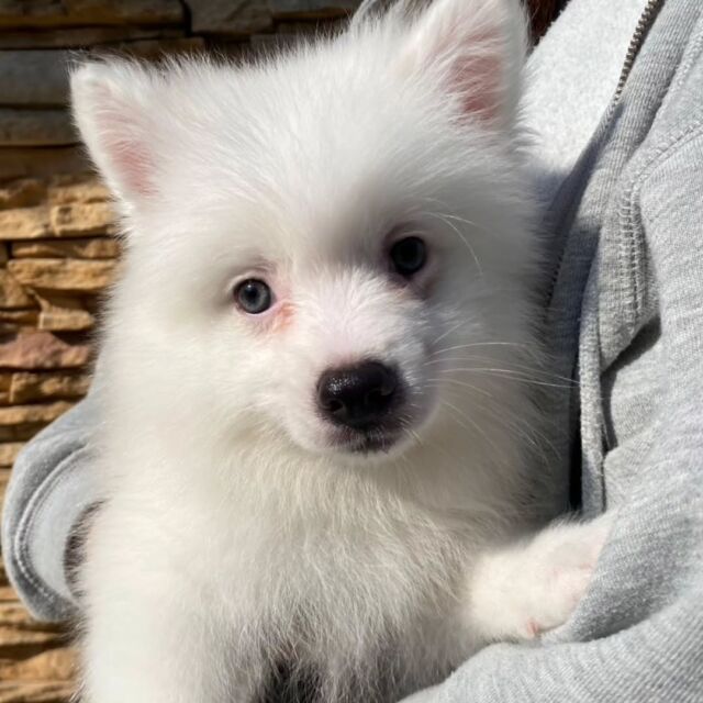 #担当犬🐶 が来ました✨

#日本スピッツ 「ちょび」くん🍀
元気いっぱいの男の子💙
これから一緒に頑張っていこうね💪
🐾
🐾
🐾
#いばらきどうぶつ専門学校 #動物専門学校 #オンリーワンちゃん