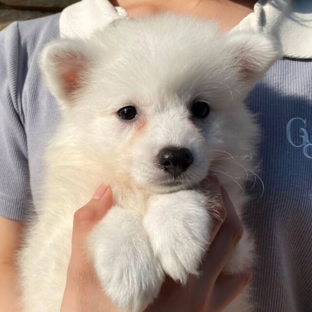 #担当犬🐶 が来ました✨

#日本スピッツ 「マノン」ちゃん🎶
やんちゃな女の子☀️
これから実習頑張ろうね💛
🐾
🐾
🐾
#いばらきどうぶつ専門学校 #動物専門学校 #オンリーワンちゃん