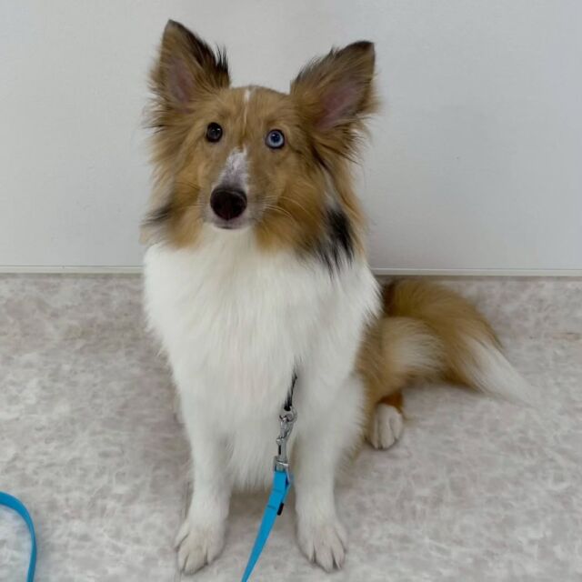 #今日の訓練実習のワンちゃん🐶 

#シェットランドシープドッグ 「シオン」ちゃん🪼

訓練実習今日も頑張りました💮
🐾
🐾
🐾
#いばらきどうぶつ専門学校 #動物専門学校 #いばどう