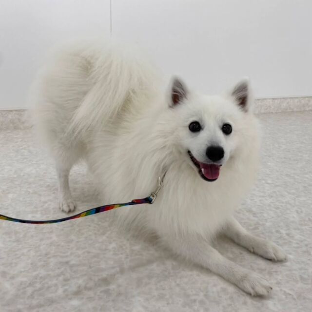 #今日の訓練実習のワンちゃん🐶 

#日本スピッツ「わたあめ」くん🍭

一発芸のこんにちはを見せてくれました！😊
🐾
🐾
🐾
#いばらきどうぶつ専門学校 #動物専門学校 #いばどう