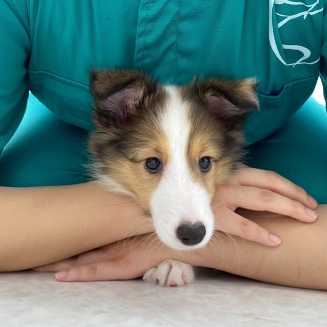 #今日の訓練実習のワンちゃん🐶 

#シェットランドシープドッグ 「ろこ」ちゃん🍚

ママと一緒にパピートレーニング頑張りました✨
🐾
🐾
🐾
#いばらきどうぶつ専門学校 #動物専門学校 #いばどう