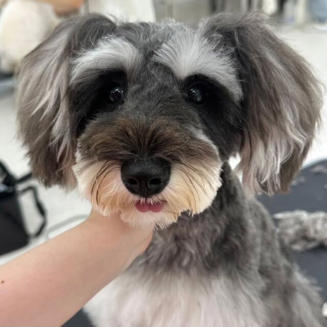 #今日の美容実習のワンちゃん 🐶

#ミニチュアシュナウザー の男の子 「ハッピー」くん🐕💛
今日も頑張ってトリミング出来ました〜✨
⁡🐾⁡⁡
🐾
🐾
⁡#いばらきどうぶつ専門学校 #いばどう