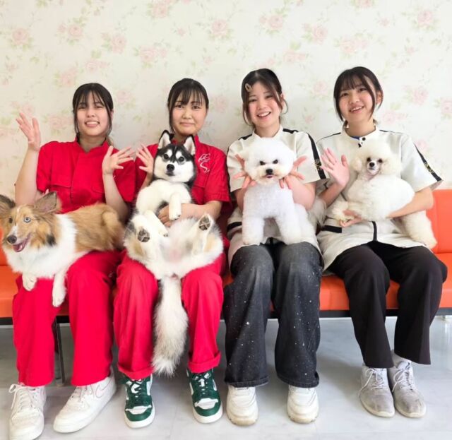 本日はオープンキャンパスにご参加いただきありがとうございました☺️✨

在学生のみんな🎶いつもお手伝いありがとう🙇‍♀️

今日も可愛いワンちゃんたちがいっぱいのオープンキャンパスでした💕

もう少しで夏休みになると思いますので、進路にお悩みの方はぜひご参加ください☺️

次回のオープンキャンパスは7月25日(土)です✨

イベントの日程やご予約はプロフィール欄からHPへGO👉️@iasc_iasc
🐾
🐾
🐾
#いばらきとうぶつ専門学校#動物専門学校#いばどう#在校生ありがとう #現役のプロから教わる授業