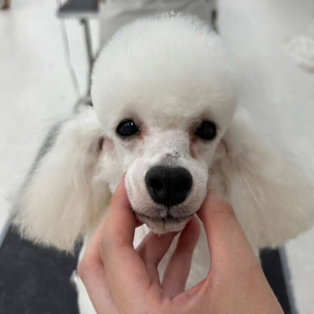 #今日の美容実習のワンちゃん 🐶

#トイプードル の女の子「パトラ」ちゃん🐕️💫
愛嬌たっぷりの甘えん坊です🤭🩷
⁡🐾⁡⁡
🐾
🐾
⁡#いばらきどうぶつ専門学校 #いばどう