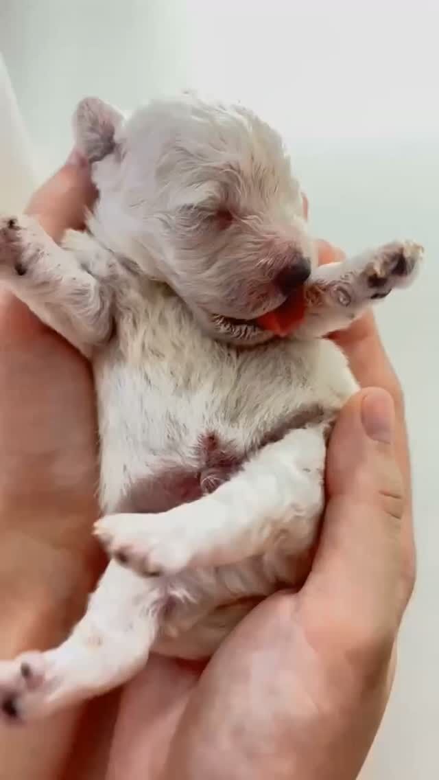 学生が育てている赤ちゃんたち🐶✨ ⁡
⁡#トイプードル の赤ちゃん👶
⁡⁡
⁡いっぱいミルク🍼を飲んで大きくなってね✨
🐾
🐾
🐾⁡
#いばらきどうぶつ専門学校 #動物専門学校 #いばどう