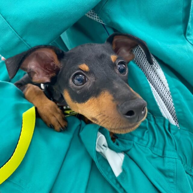 #今日の訓練実習のワンちゃん🐶 

#ミニチュアピンシャー 「心」くん🦖

パピートレーニング頑張ってます🎶
🐾
🐾
🐾
#いばらきどうぶつ専門学校 #動物専門学校 #いばどう